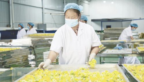 貴州山地食藥材產(chǎn)業(yè)駛?cè)氚l(fā)展快車(chē)道